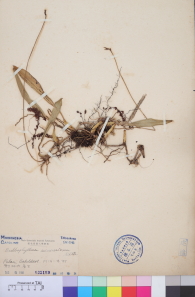 Specimen thumbnail